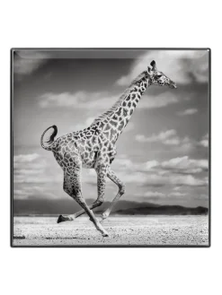 Fashion chantecaille Luminescent Eye Shadow Giraffe